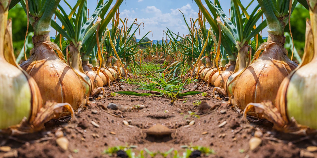 rows of onion plants in a field ready for harvest