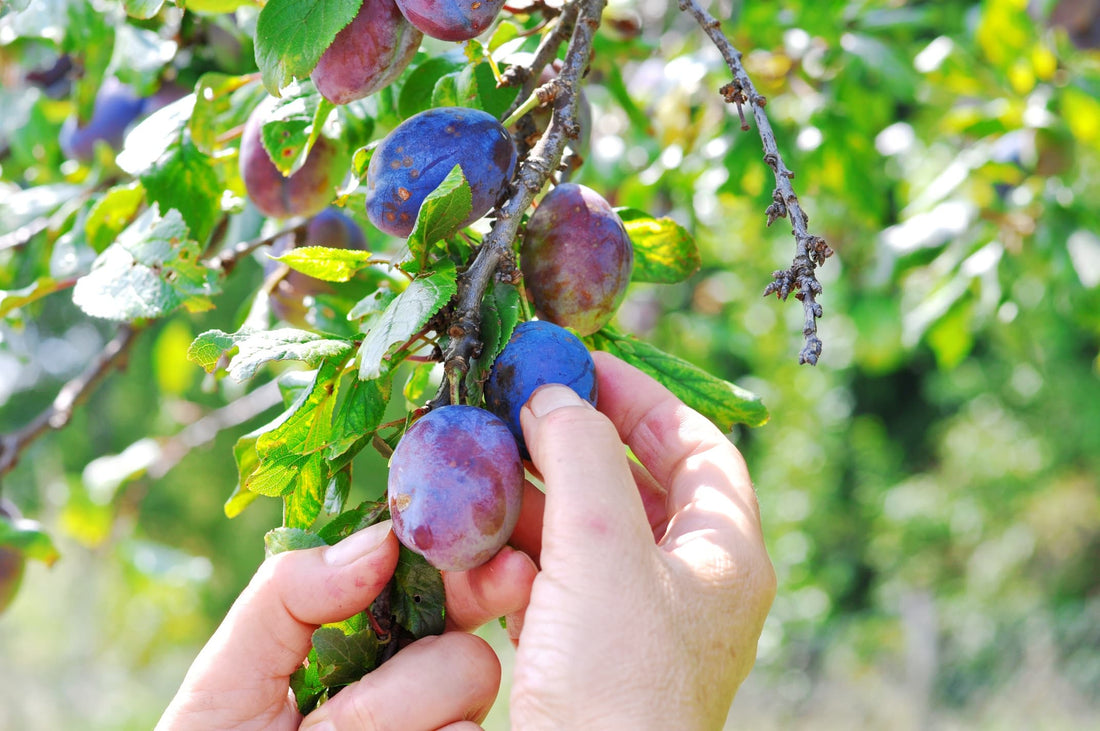 hand picking ripe blue coloured plums from branches of a tree