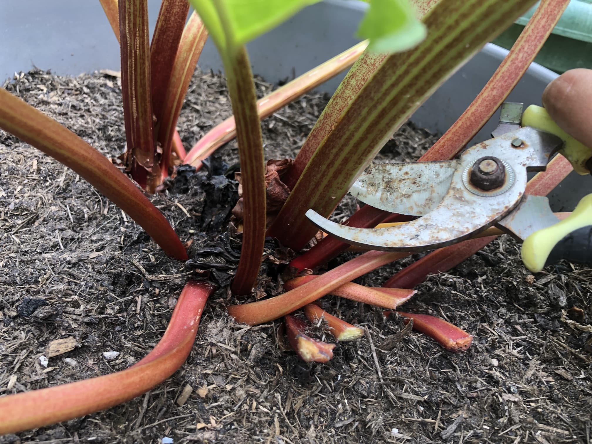 secateurs being used to harvest rhubarb stalks
