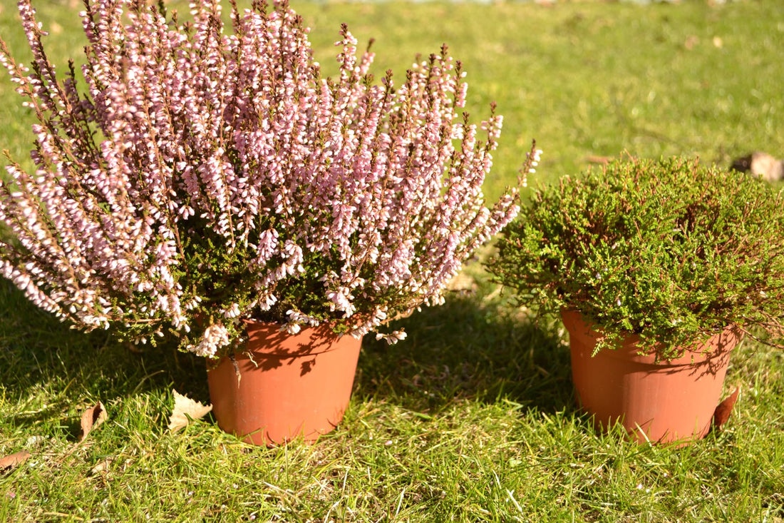 two pots of heather with one overgrown and one cut back