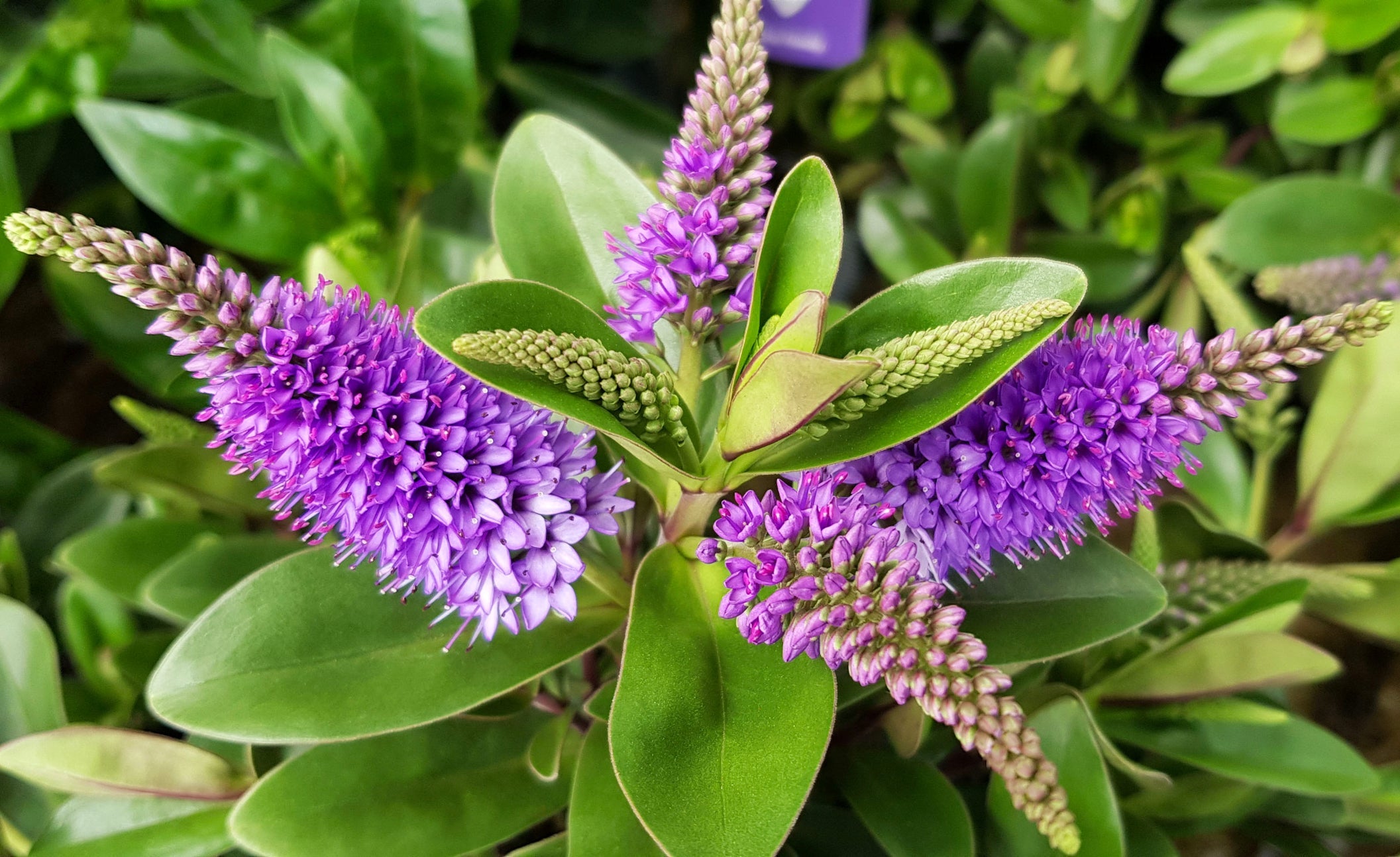 purple flowering hebe shrub growing outside