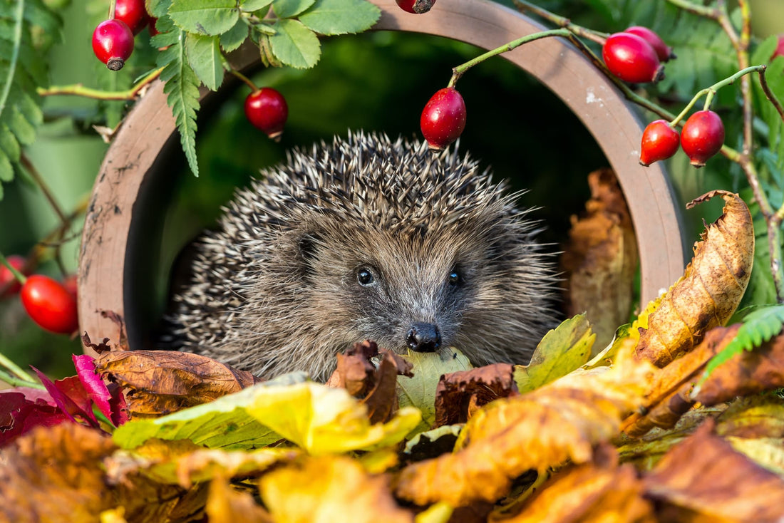 headgehog amongst garden foliage