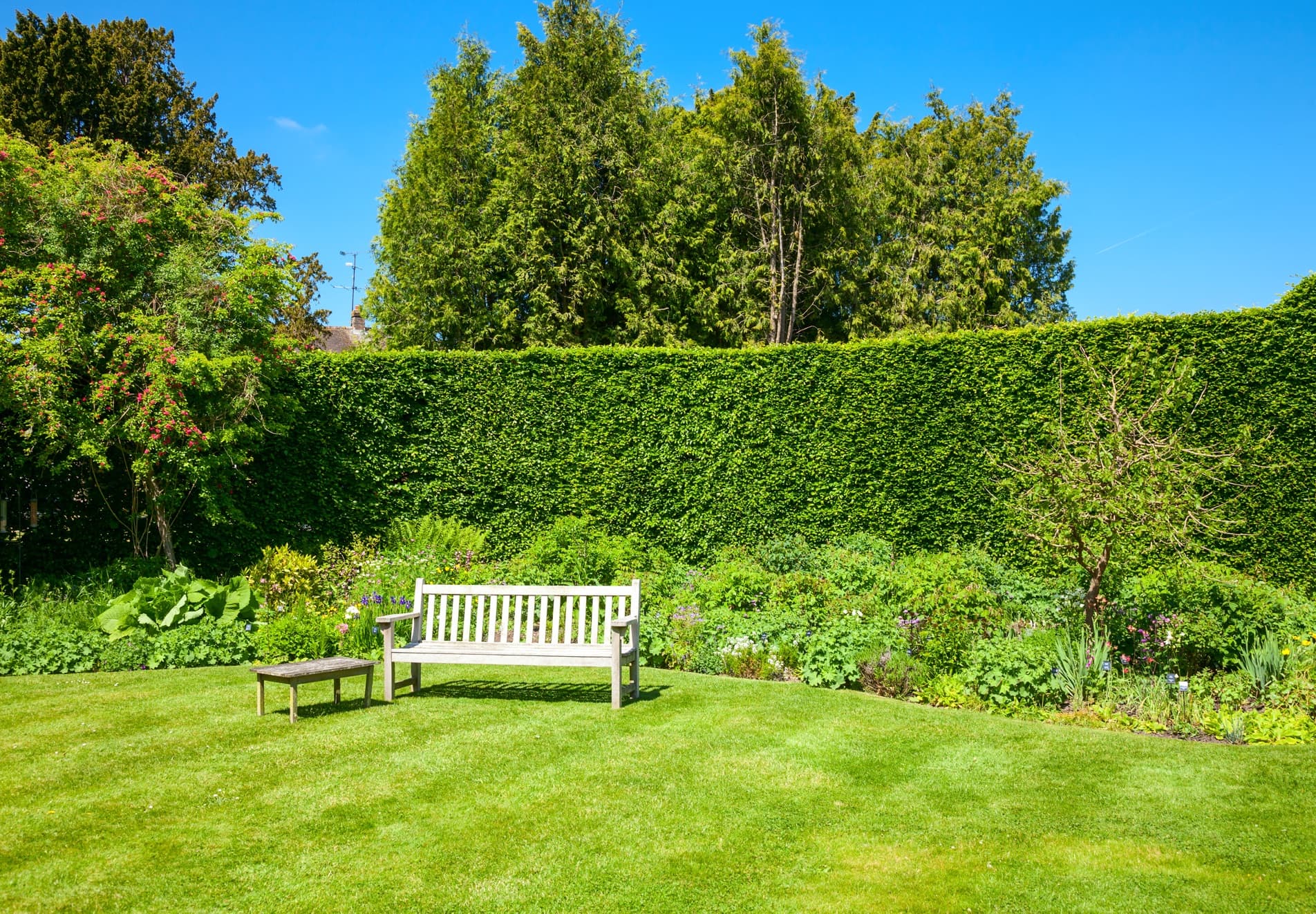 large garden hedge with lawn and wooden bench