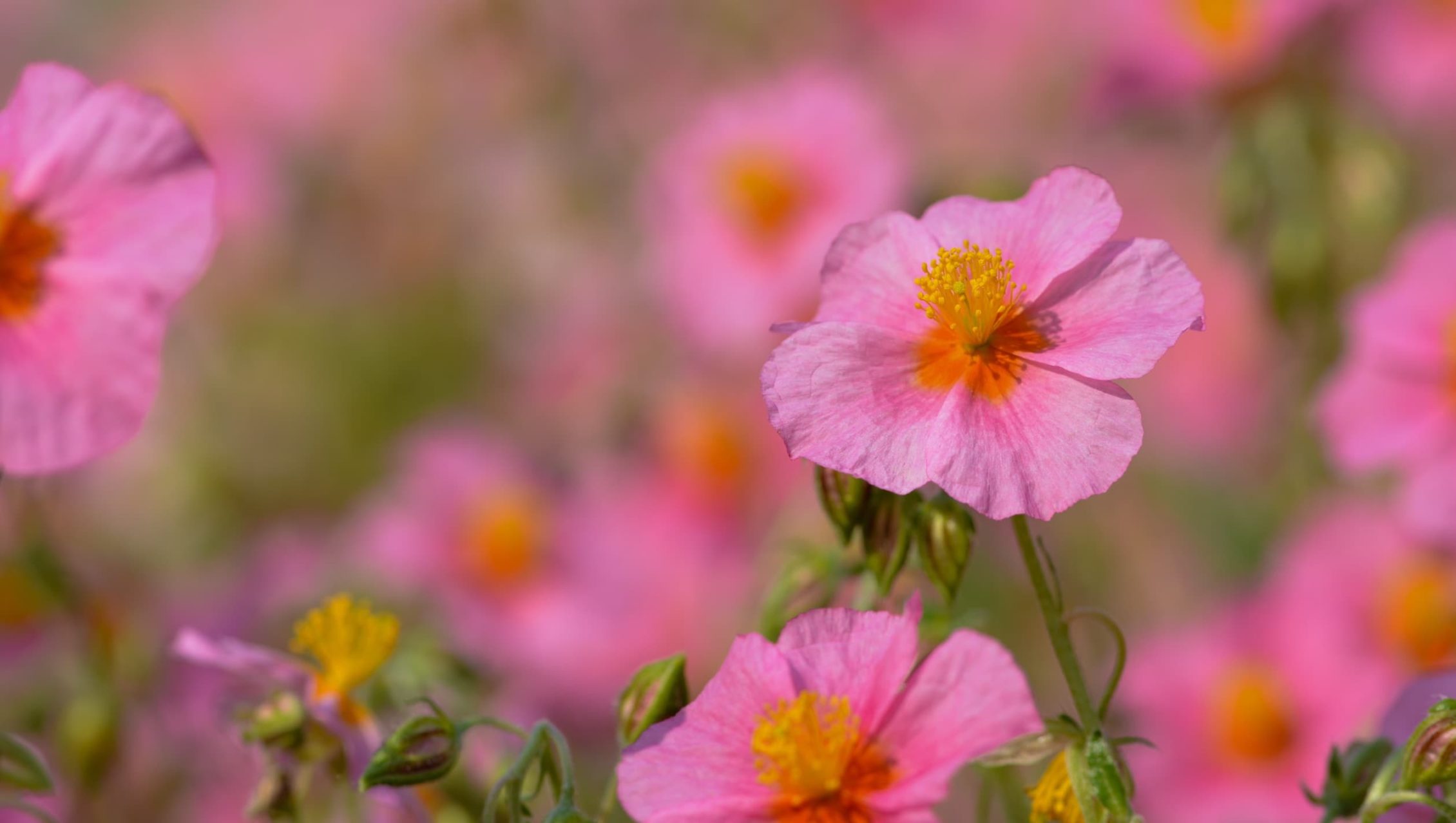 closeup of pink helianthemum flowers