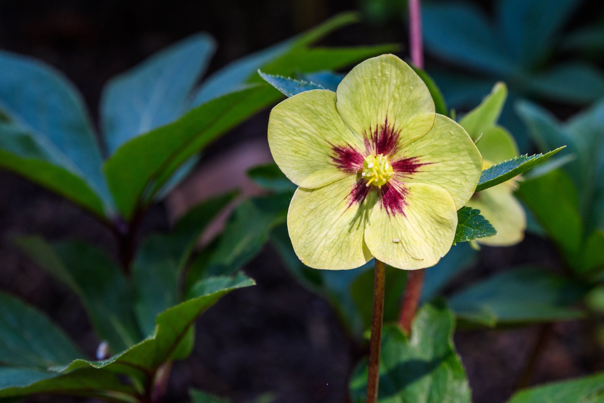 yellow flower with a red centre of a hellebore plant with green foliage growing outside