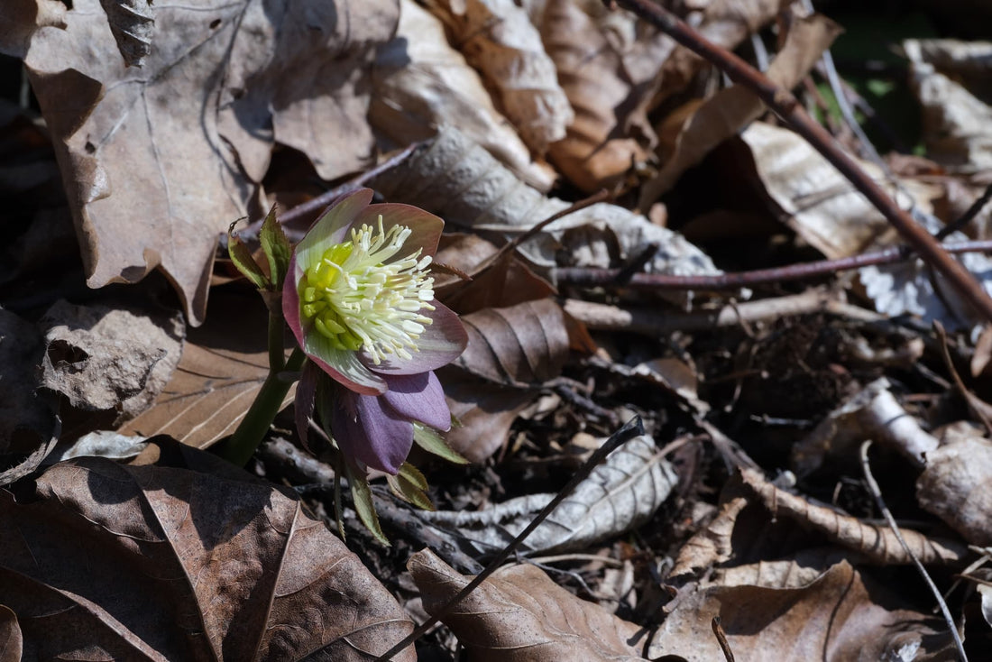 small purple hellebore flower shown against a backdrop of wilting brown leaves