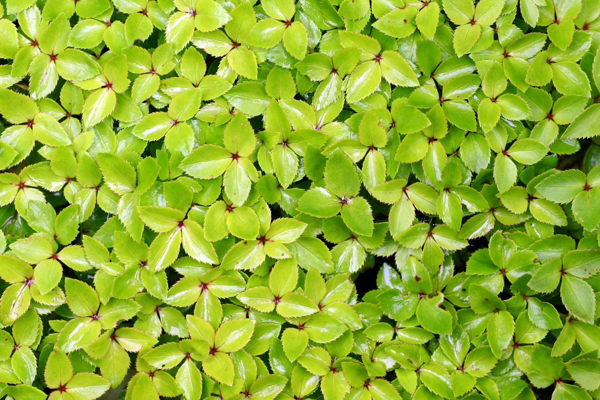 many helleborus seedlings shown from a birds eye view