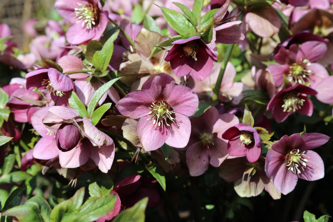 lenten rose flowers in sunlight