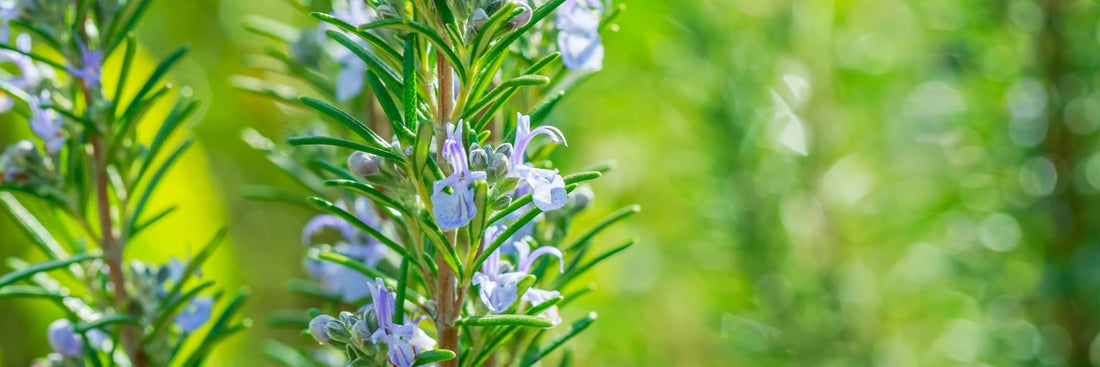 rosemary blooming in focus