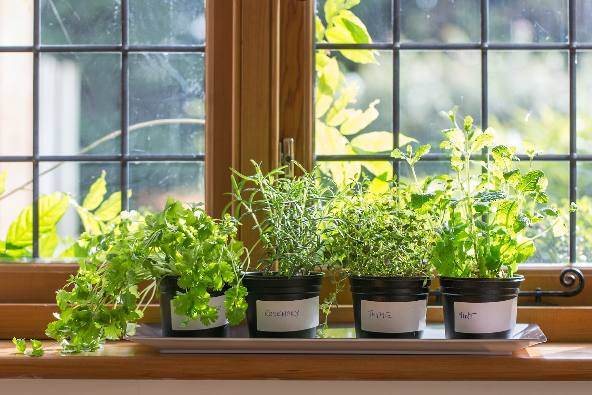 various herbs in plant pots on a window shelf