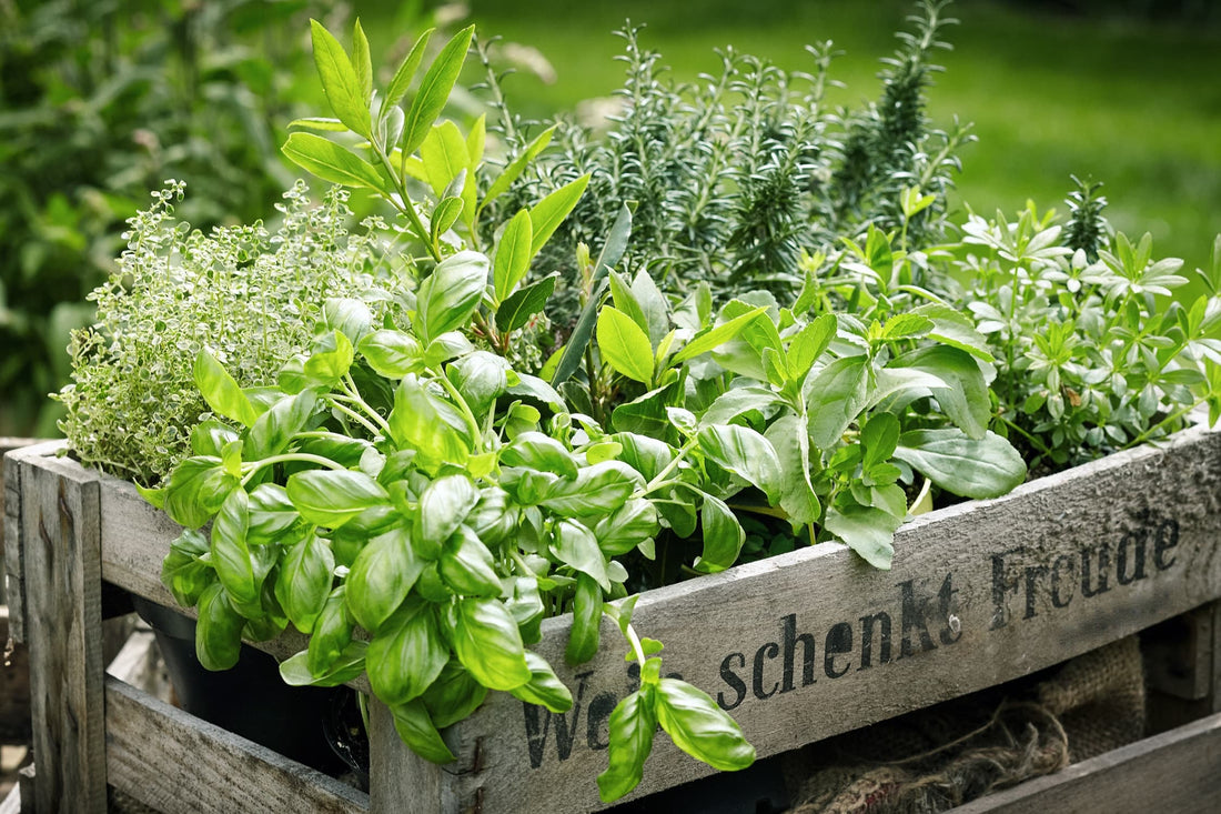 a wooden crate with a huge variety of fresh herbs