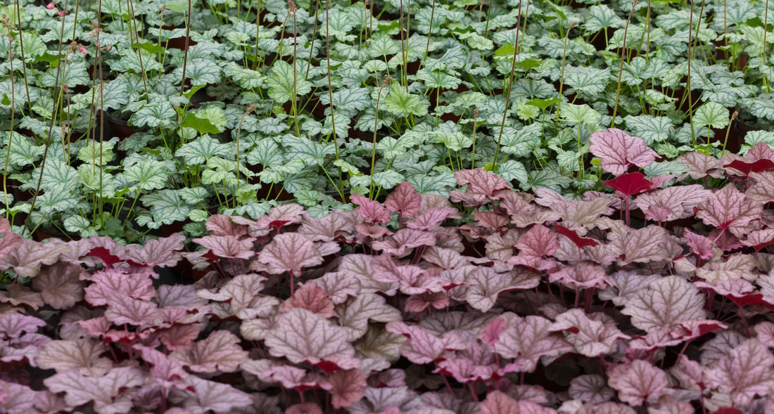 heuchera plants in purple and green