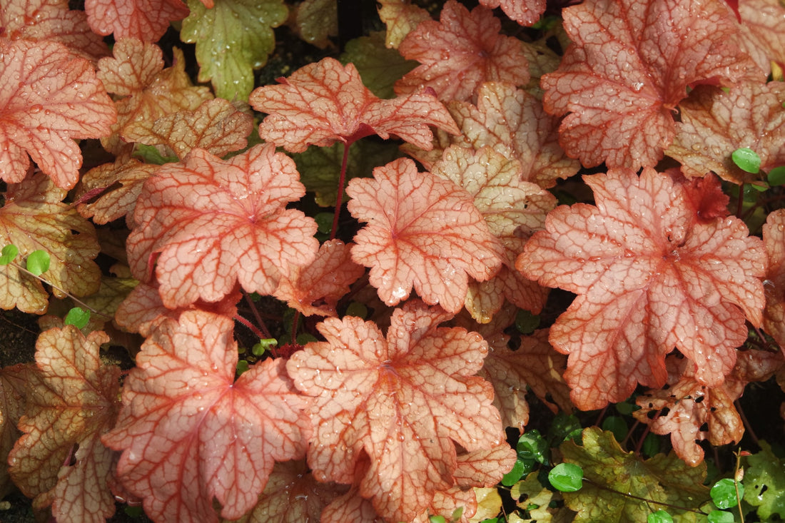 orange, yellow and green foliage from a heuchera shrub growing outside