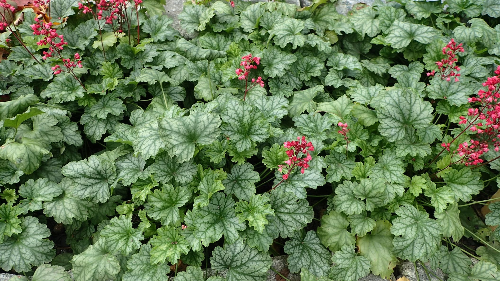 flowering coral bells plant growing as ground cover in the garden