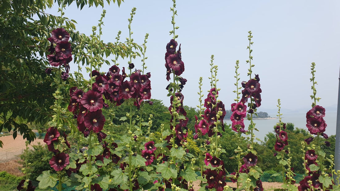dark purple hollyhock flowers with towering height