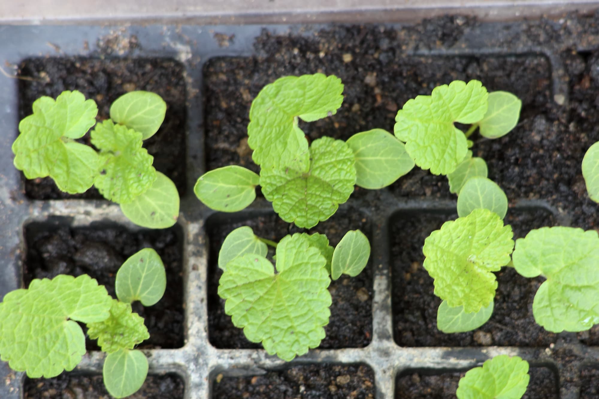 kidney-shaped green growth from hollyhock seedlings emerging from individual cells in a seed tray
