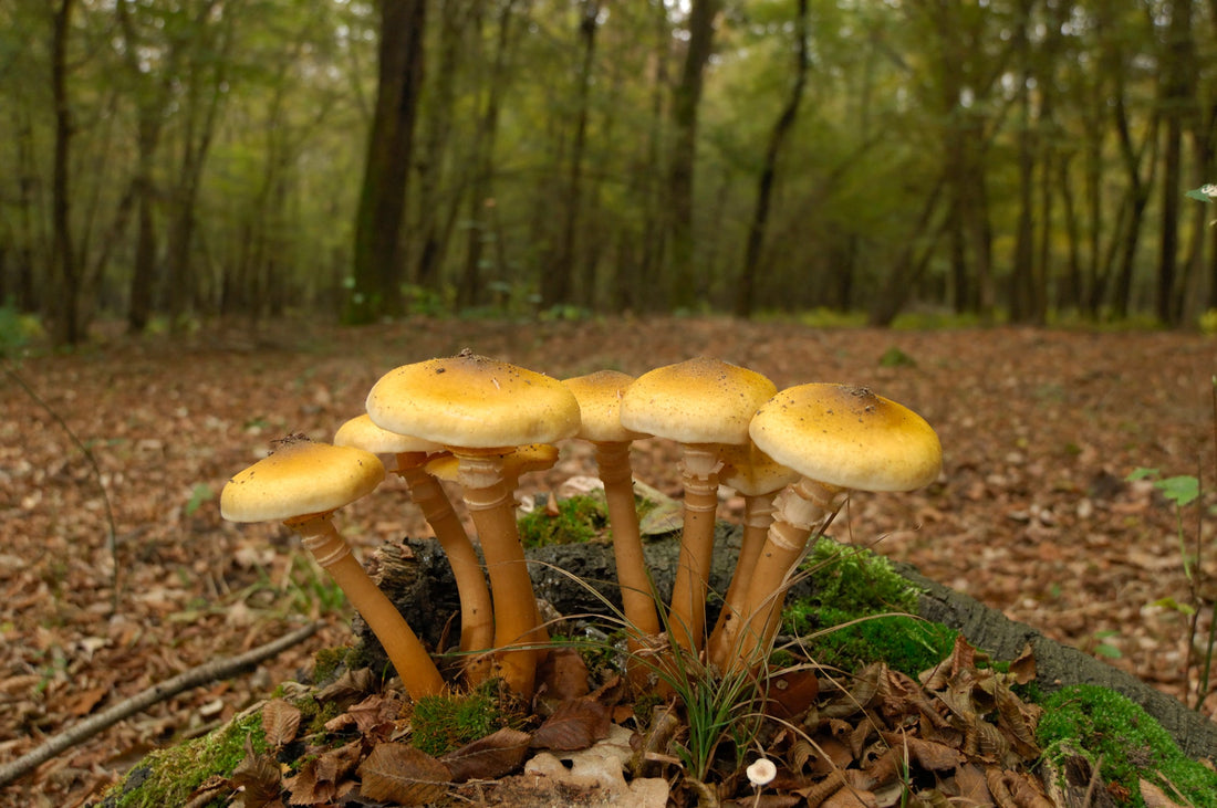 honey fungi growing in a cluster in a woodland area