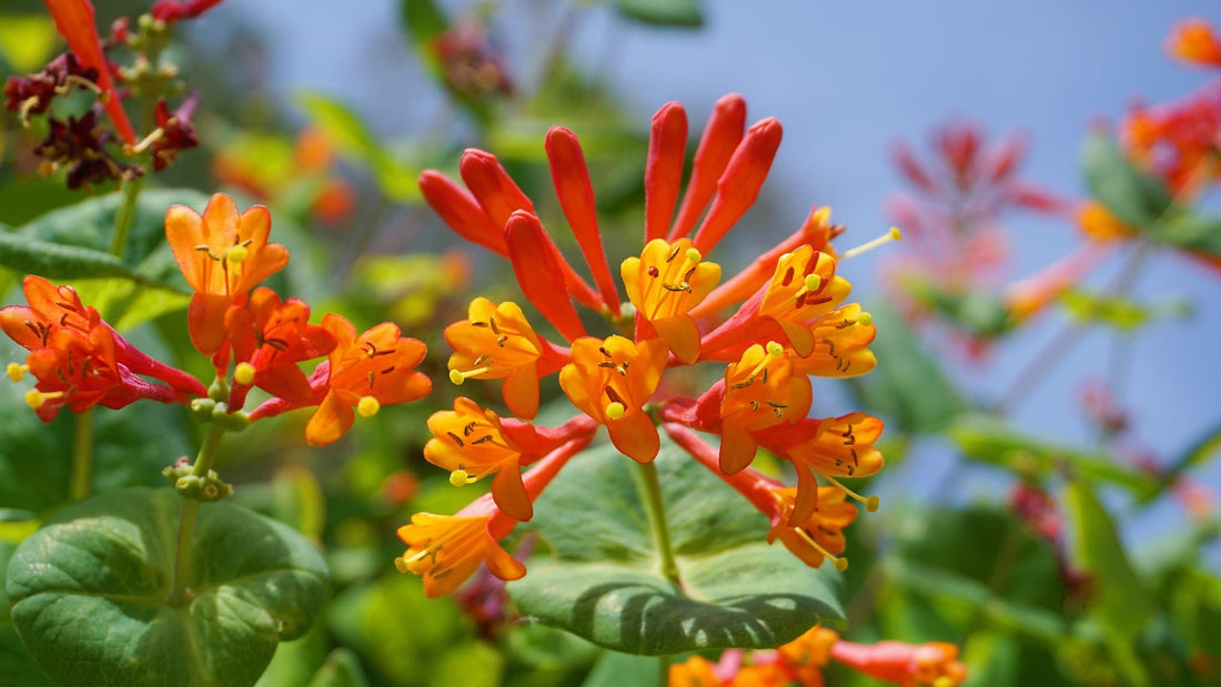 orange and scarlet honeysuckle in bloom