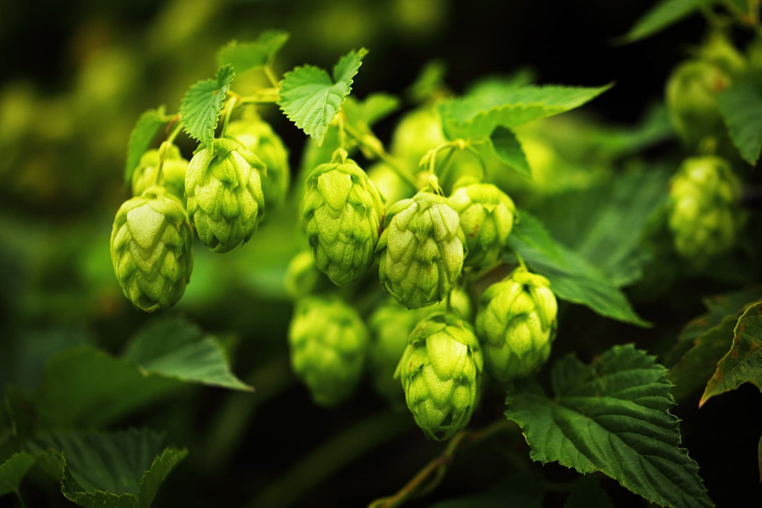 creamy green hop flowers growing from the shrub with serrated leaves