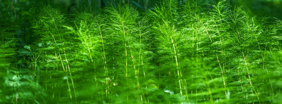 green horsetail in a forest