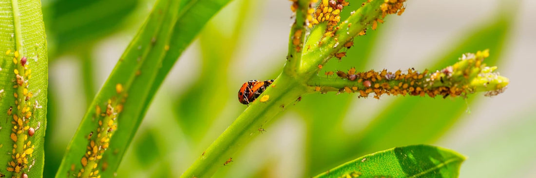 landbirds and aphids on a plant