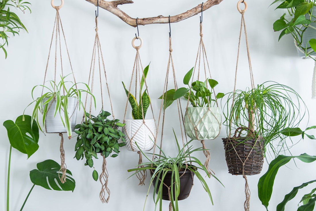 various different houseplants in hanging baskets in front of a white wall