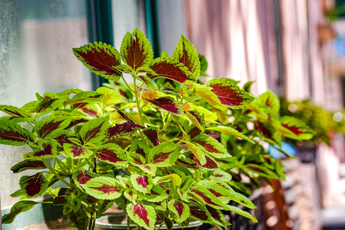 a houseplant with green and red variegated leaves growing in a pot indoors