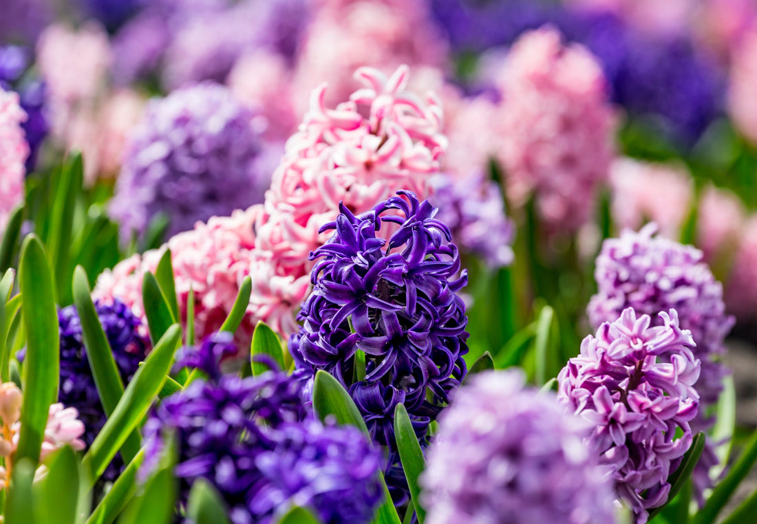 pink and purple flowering hyacinths growing in a field outdoors