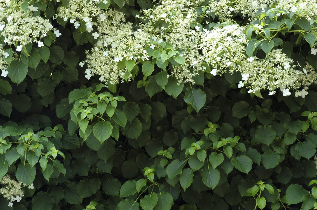 flowering climbing hydrangea