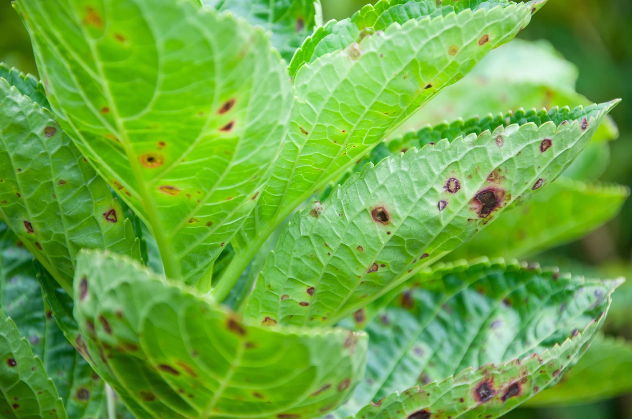 hydrangea leaves with brown spots