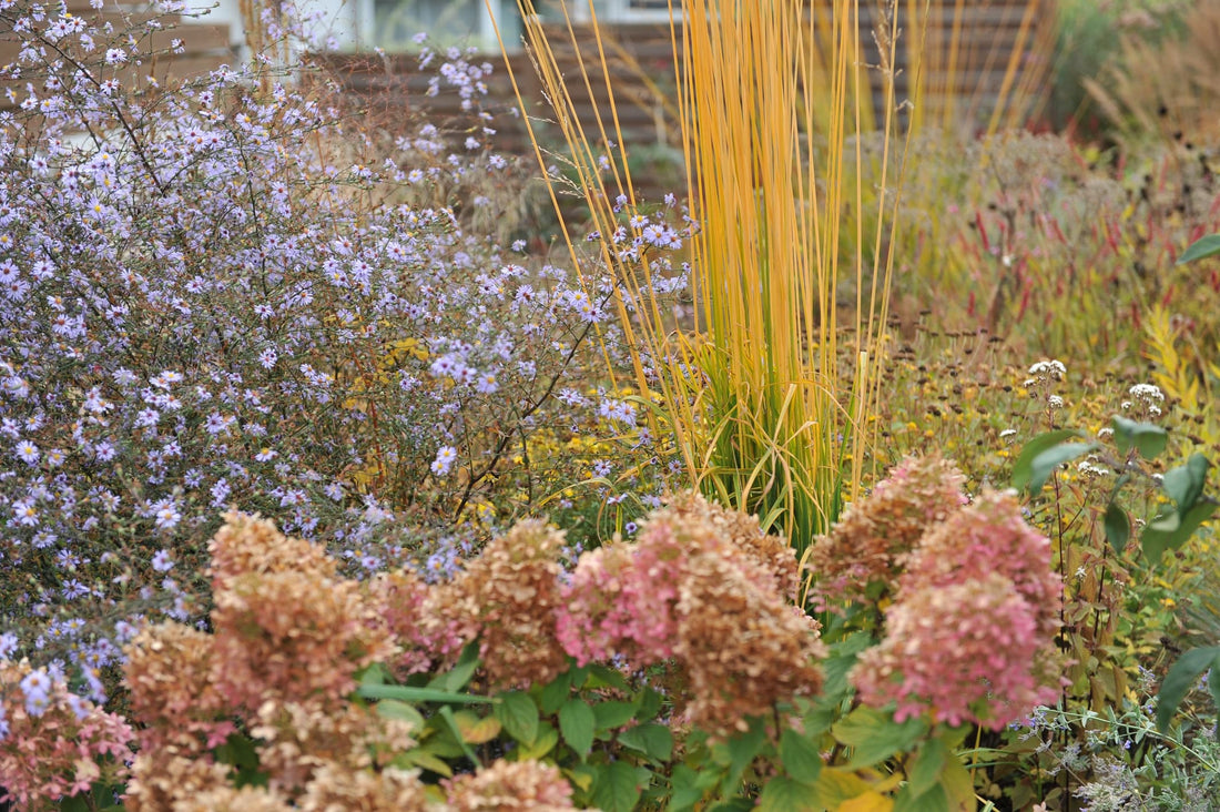 Molinia arundinacea in a herbaceous border with Hydrangea paniculata Limelight and Aster cordifolius Little Carlow