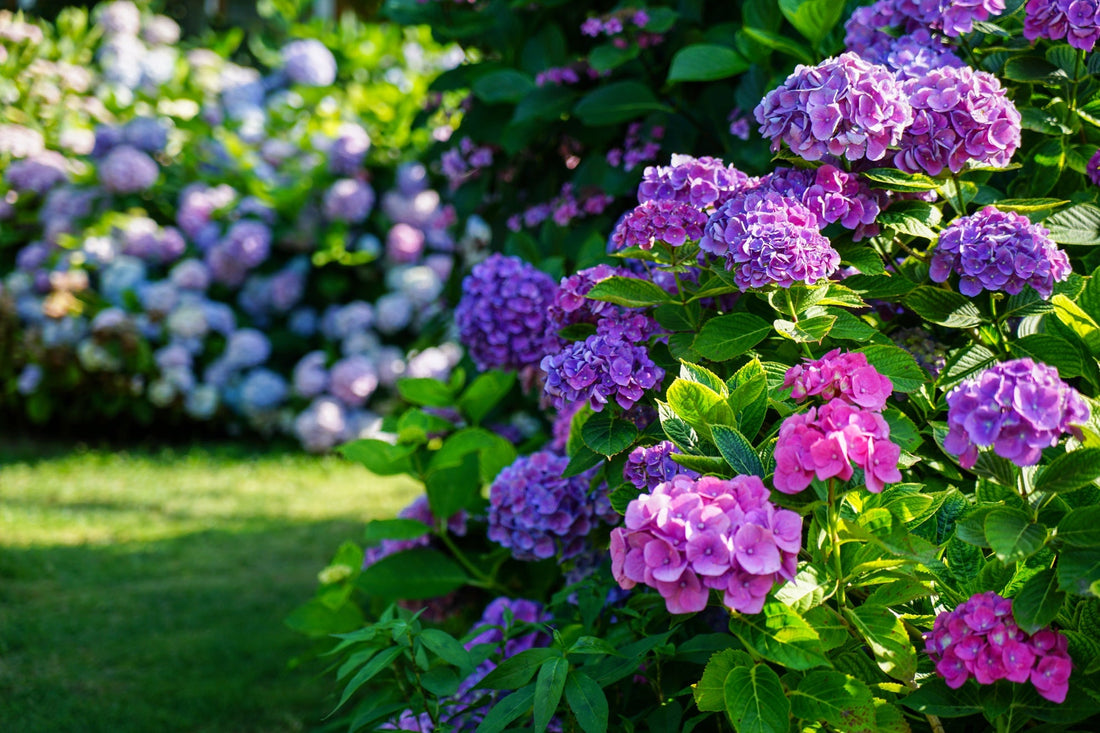 pink and purple hydrangeas growing in a garden, with blue hydrangeas in the background