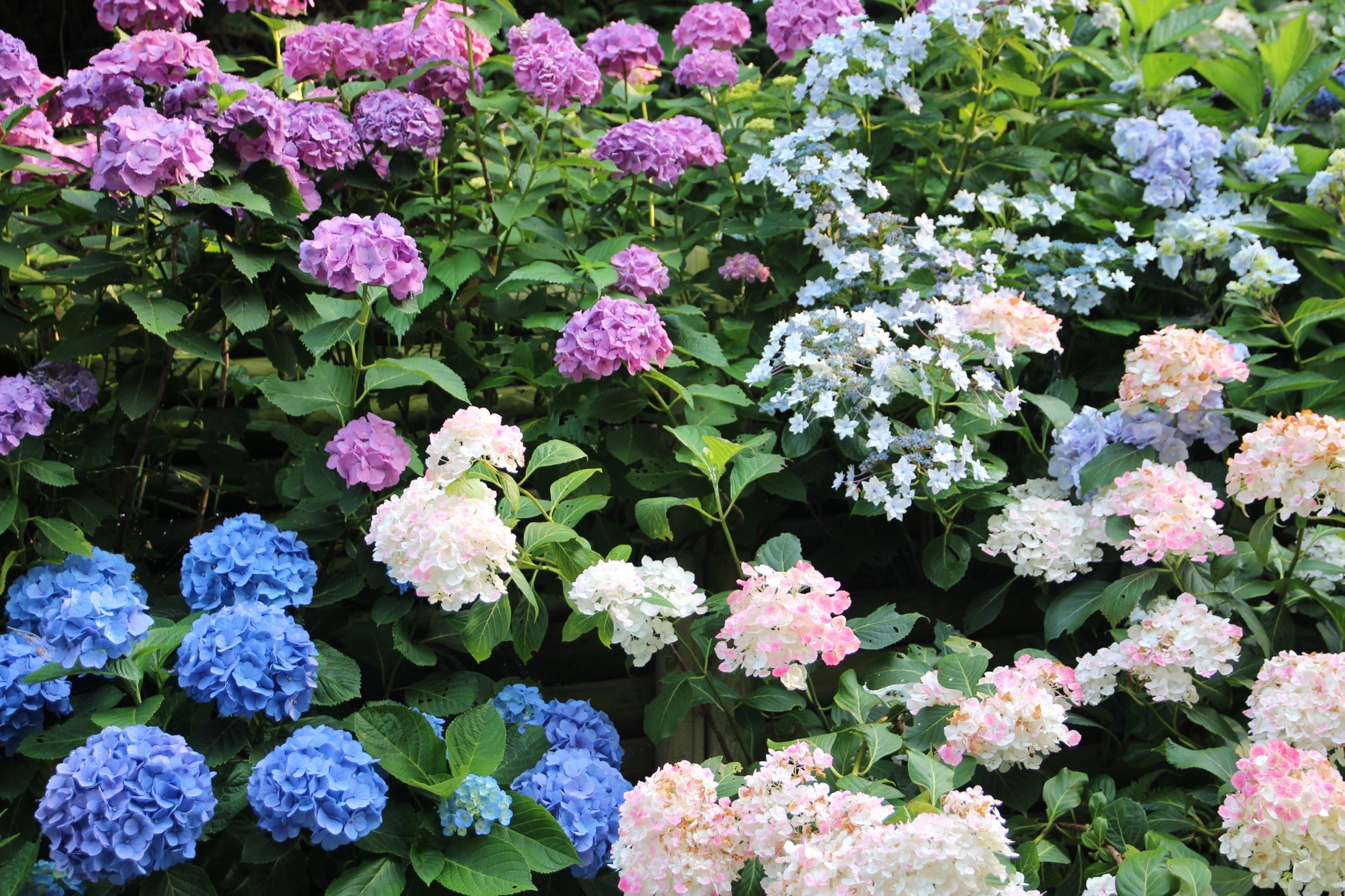 pink, blue, white and purple flowering hydrangeas growing outside next to each other in a garden bed
