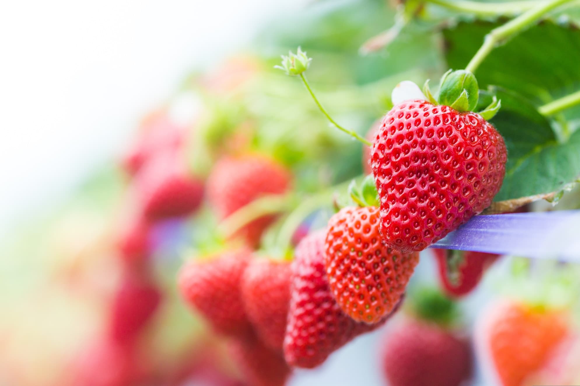 strawberries growing hydroponically
