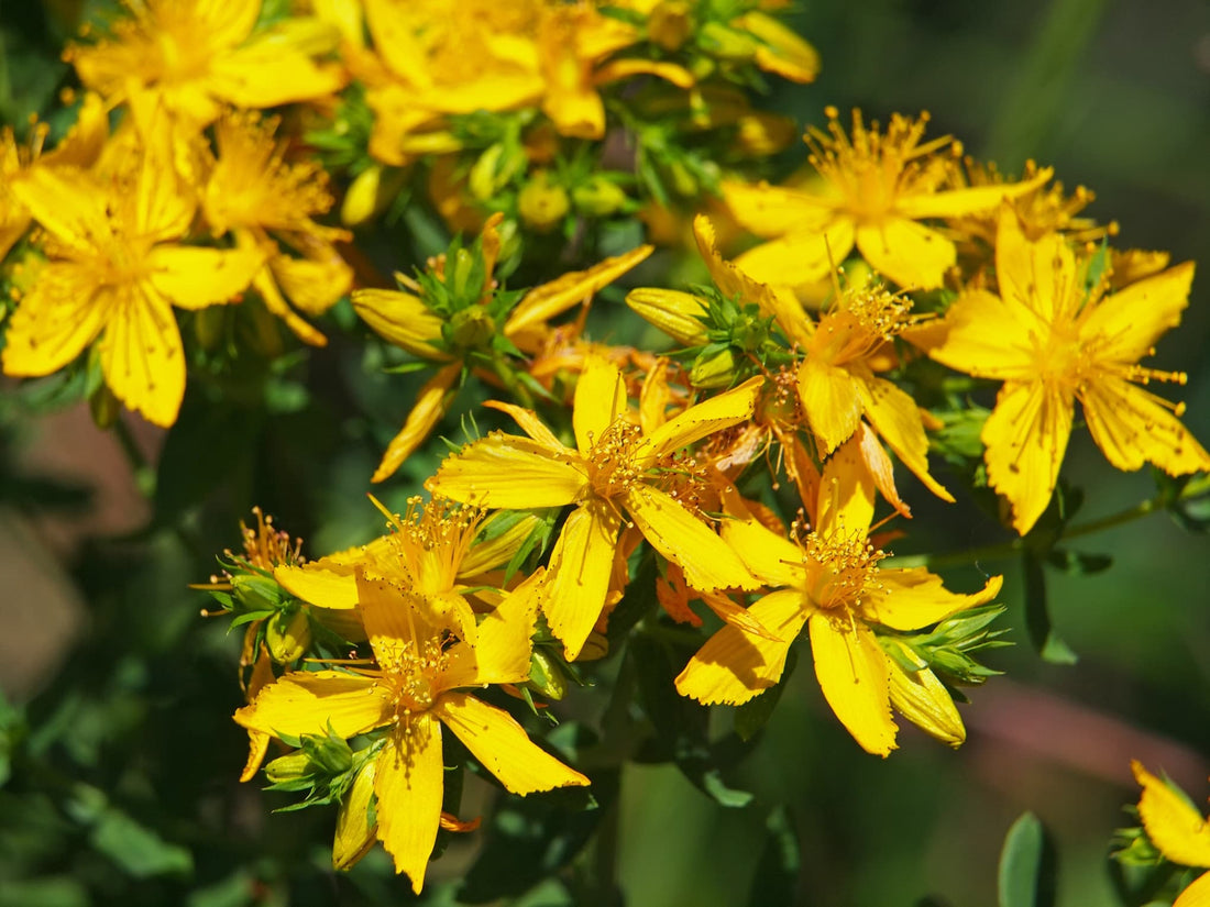 flowering yellow hypericum