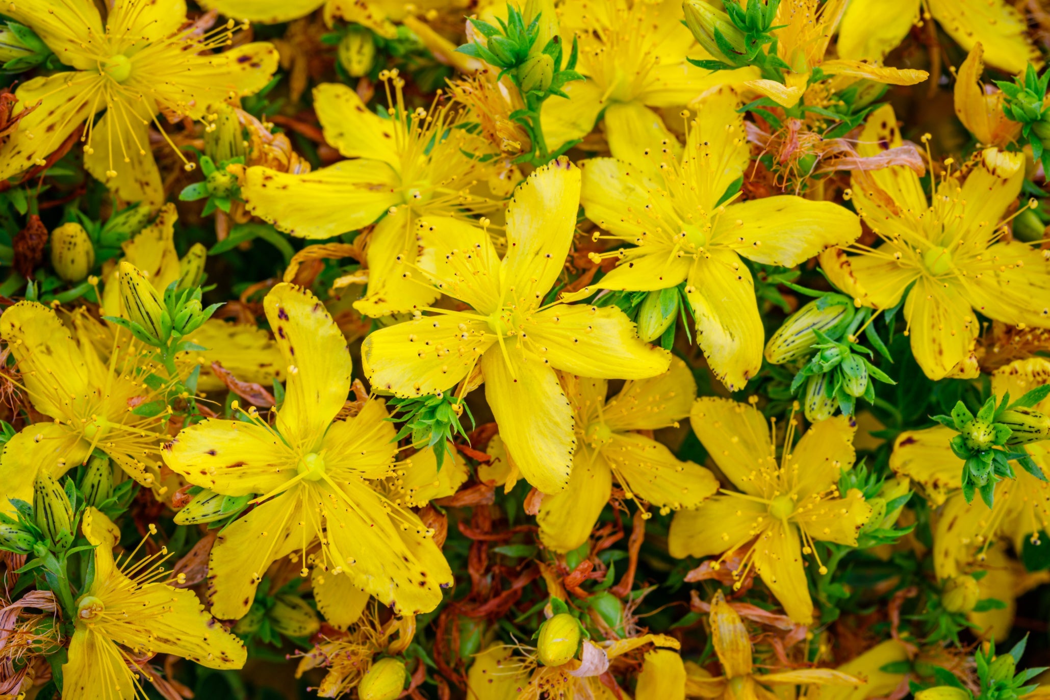 yellow star-shaped flowers from a hypericum shrub growing outside