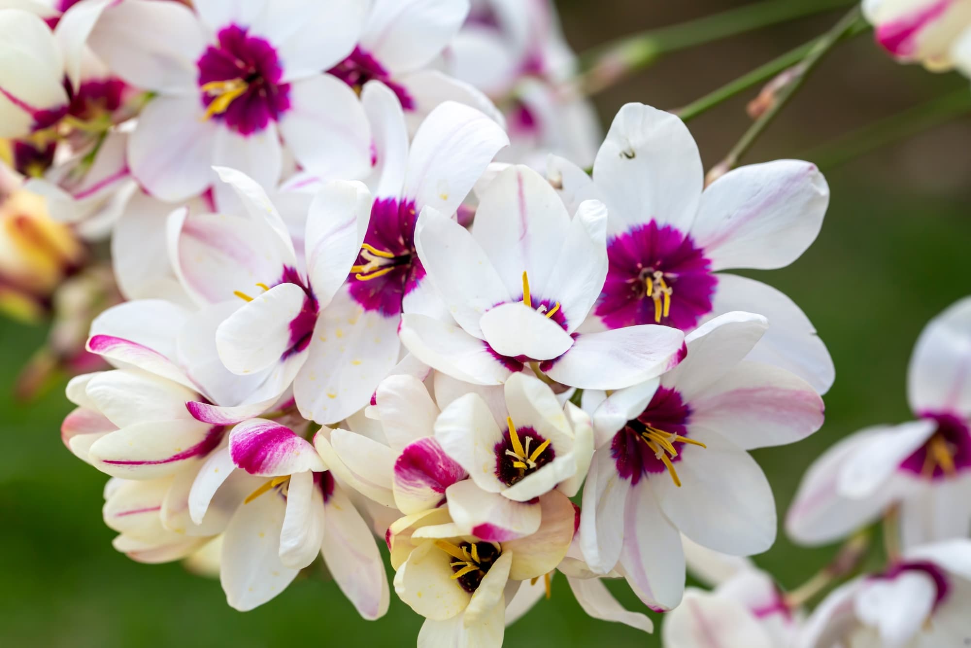 Ixia with star-shaped white blooms centred with a purple stain
