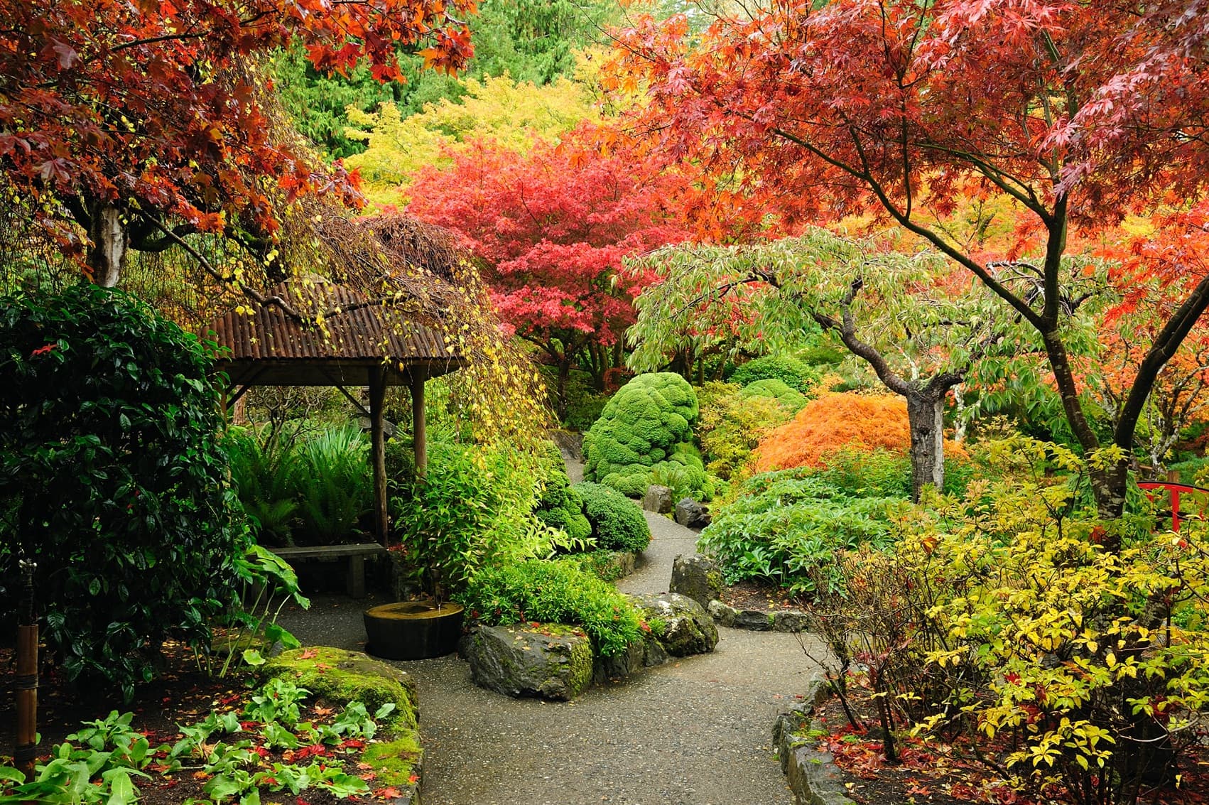 an autumnal japanese garden in Canada