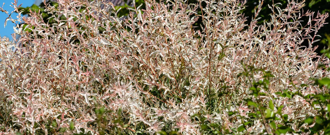 japanese willow branches