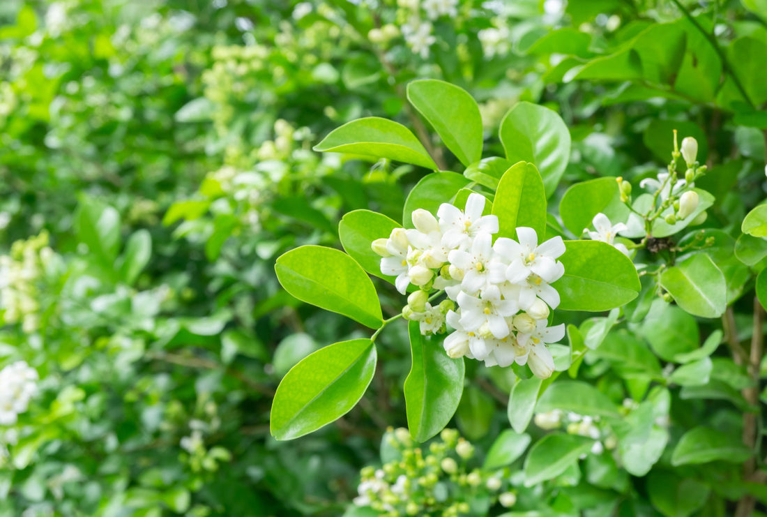white flowering jasmine plant with green leaves growing outside