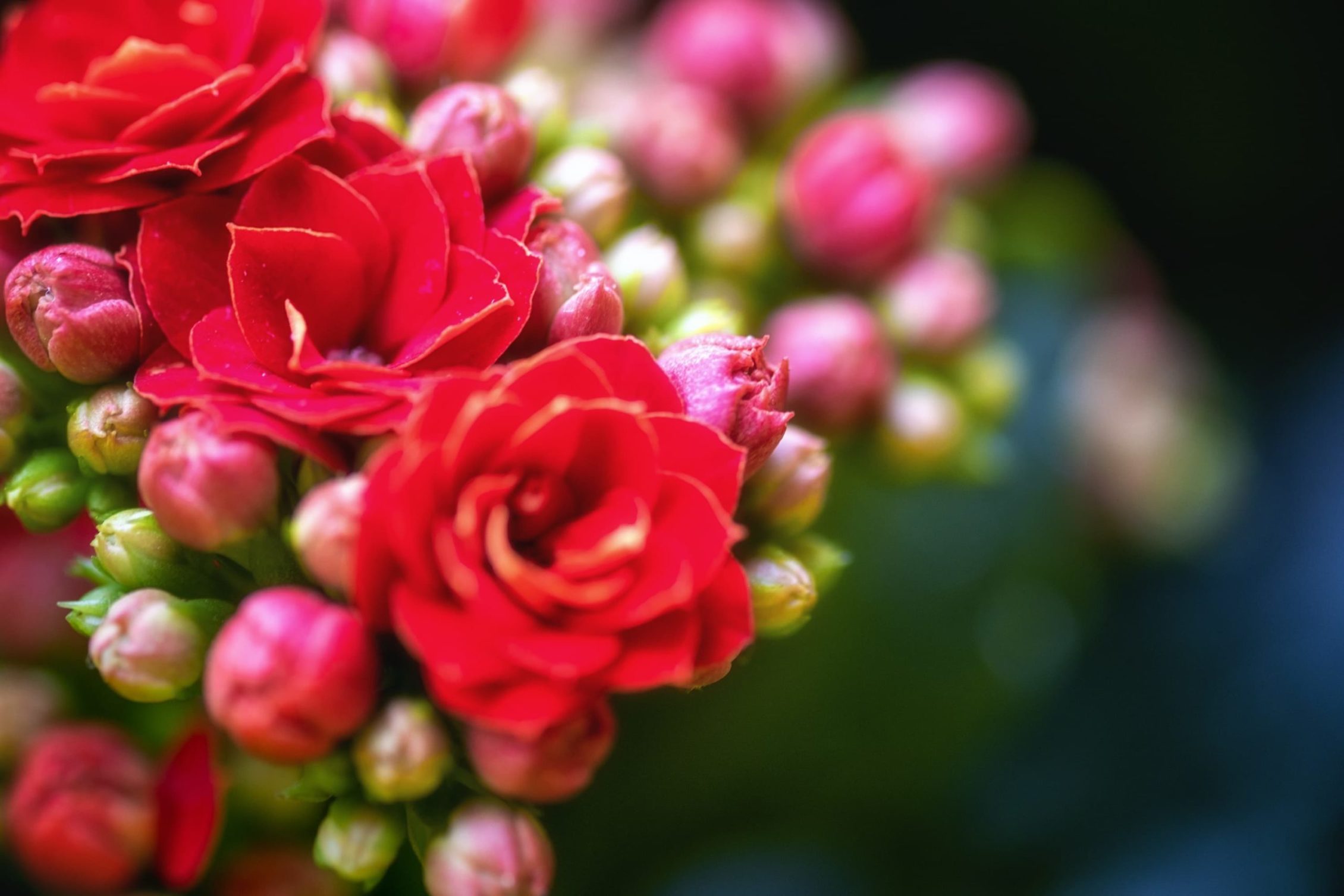 close up of red kalanchoe blossfeldiana