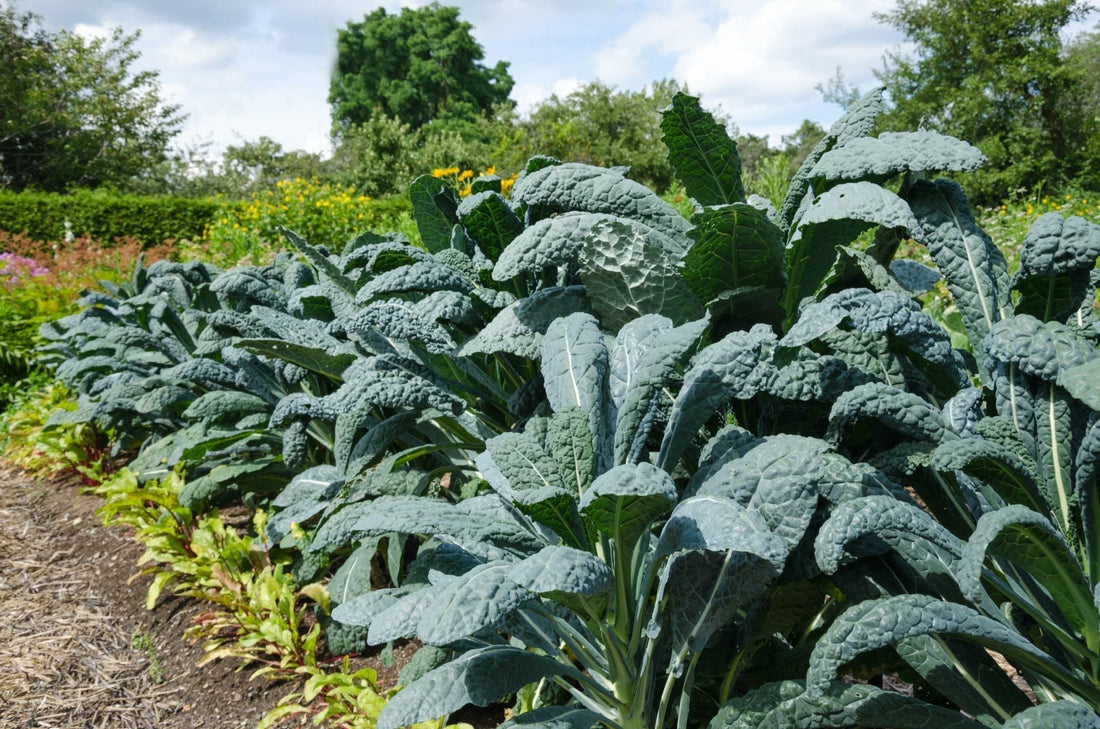 home grown kale