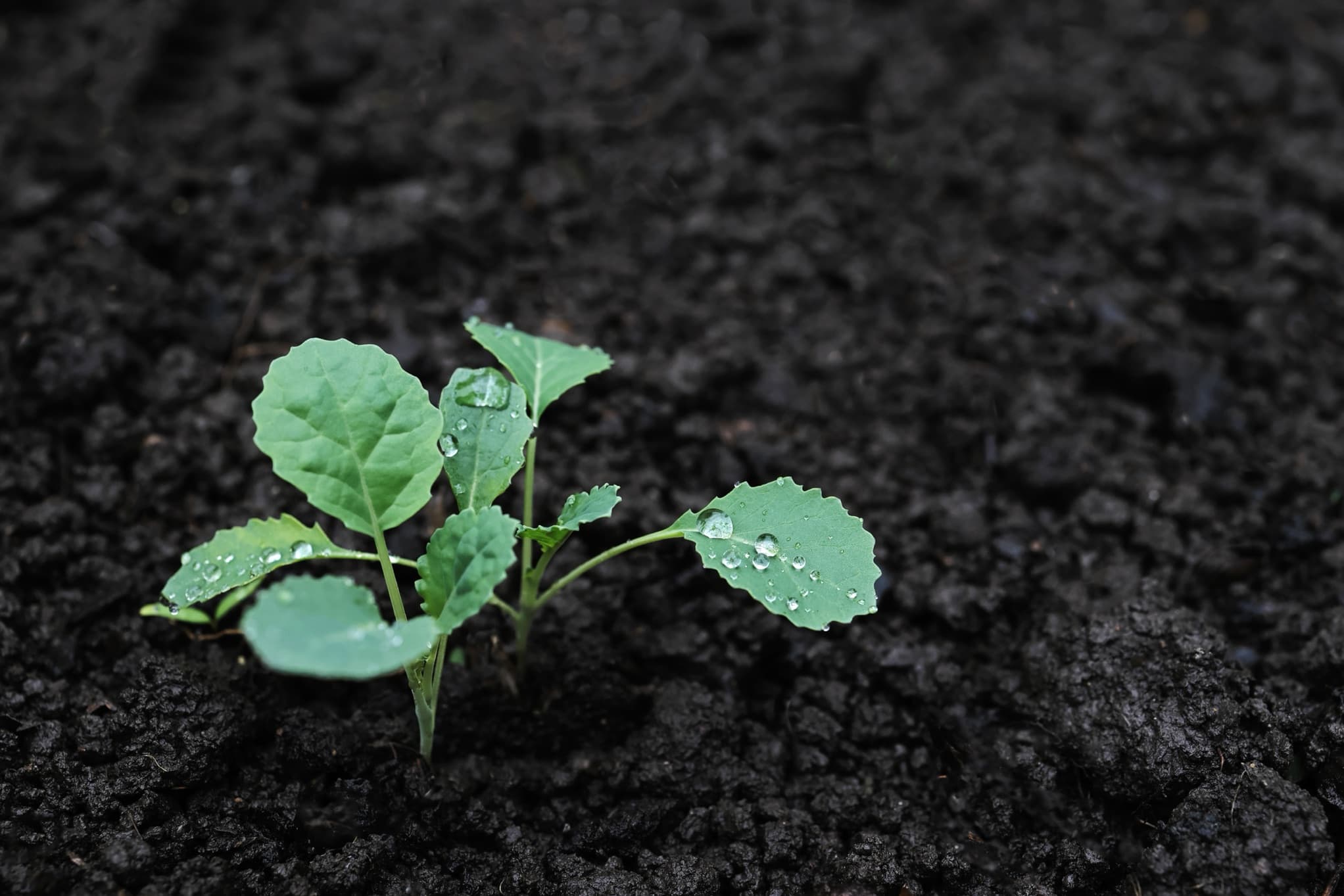 small kale seedling in compost