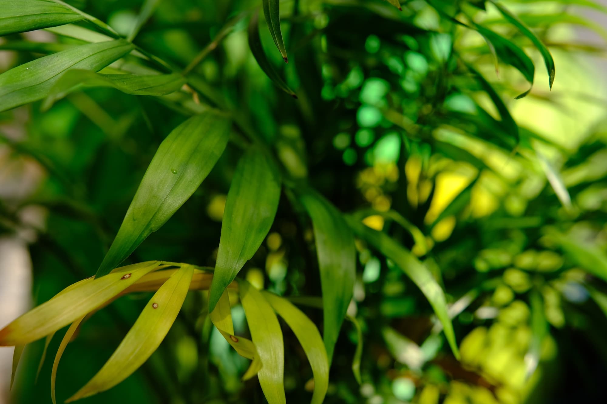 the yellowing leaves of a kentia palm growing outside