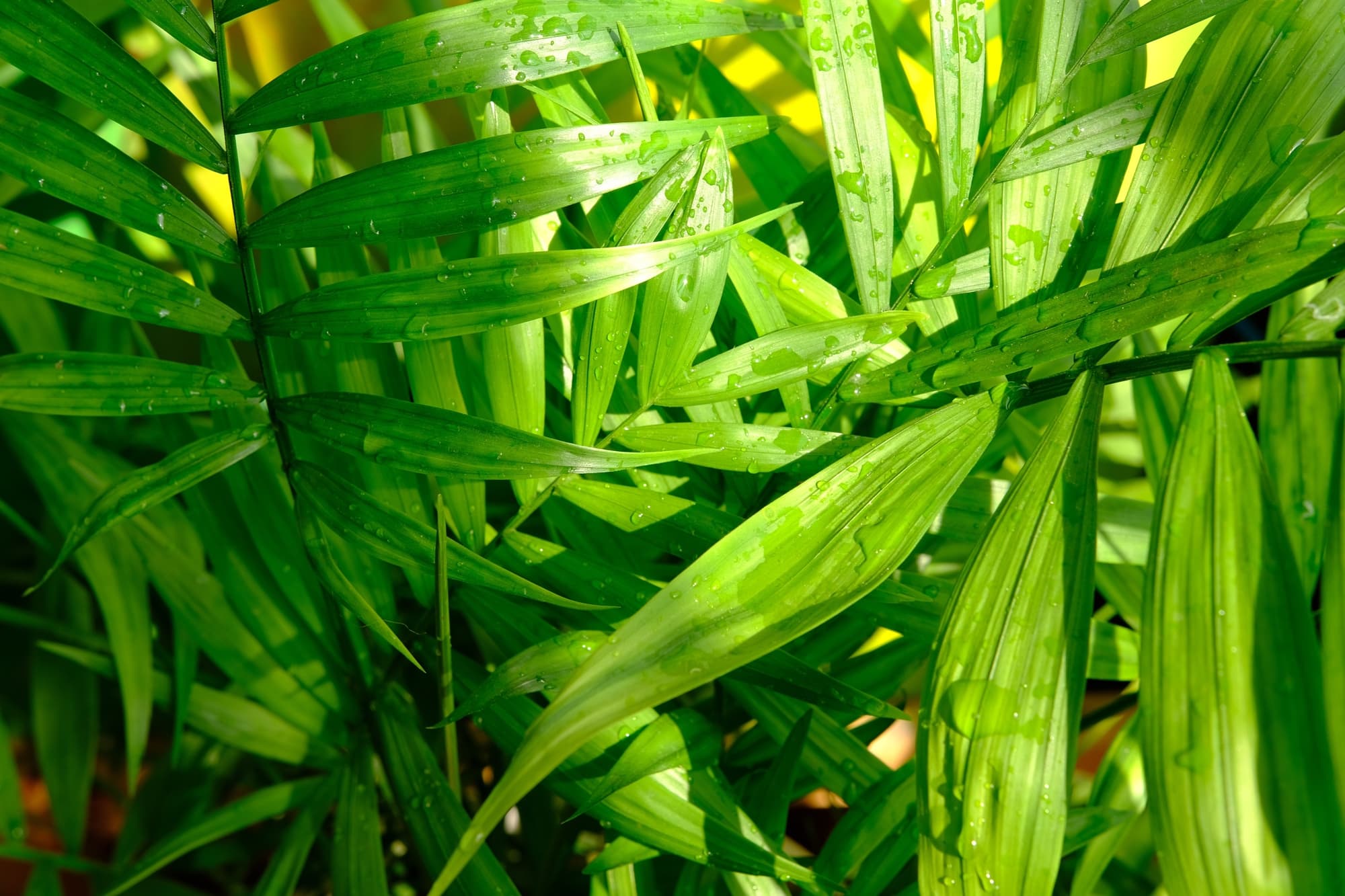 Howea forsteriana with lanceolate long leaves
