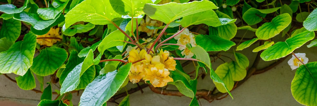 flowers of the kiwi plant