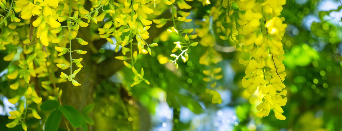 yellow flora of the laburnum tree up close