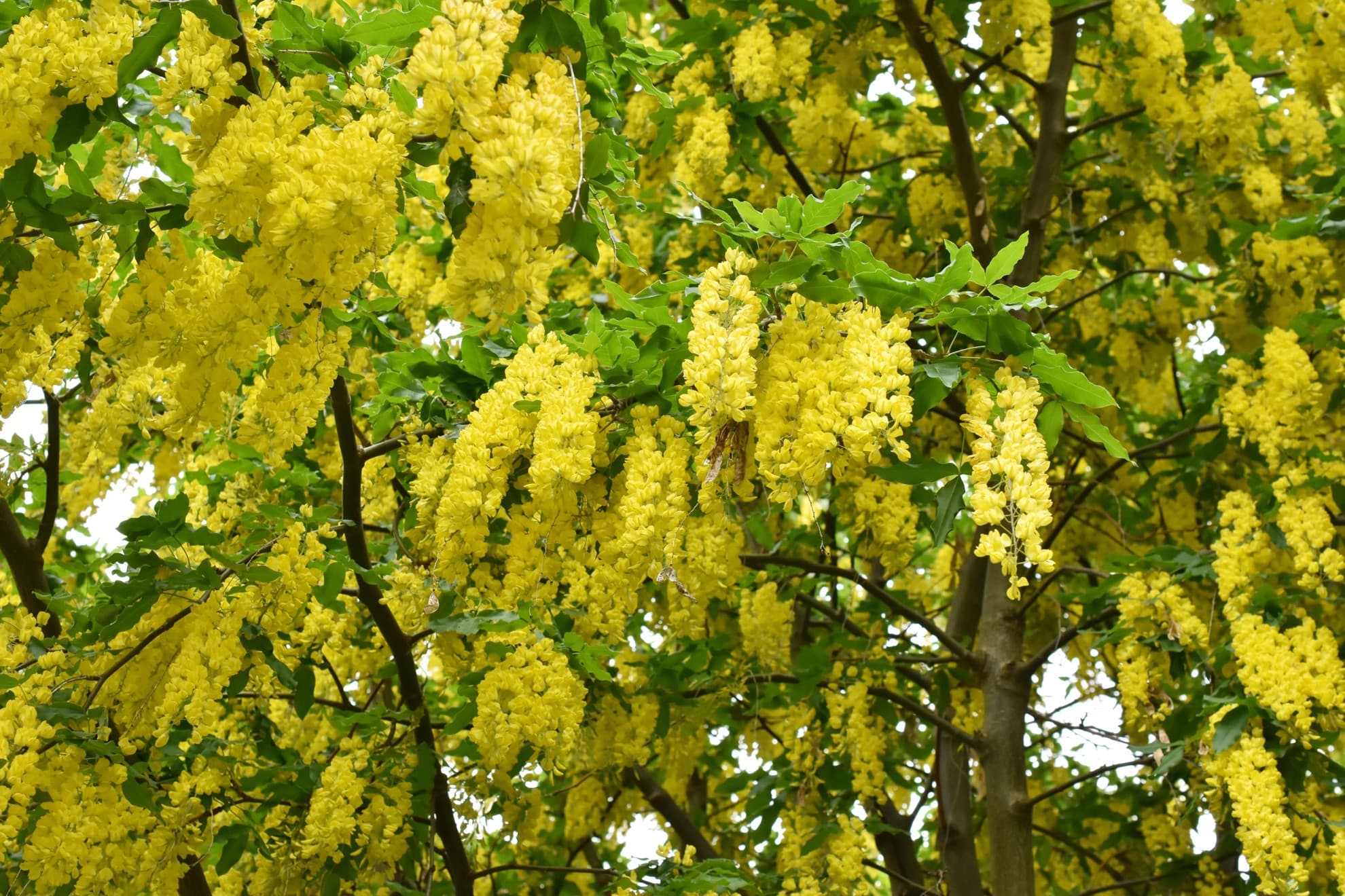 These 6 Laburnum Types Are Commonly Grown (With Only One Given AGM ...