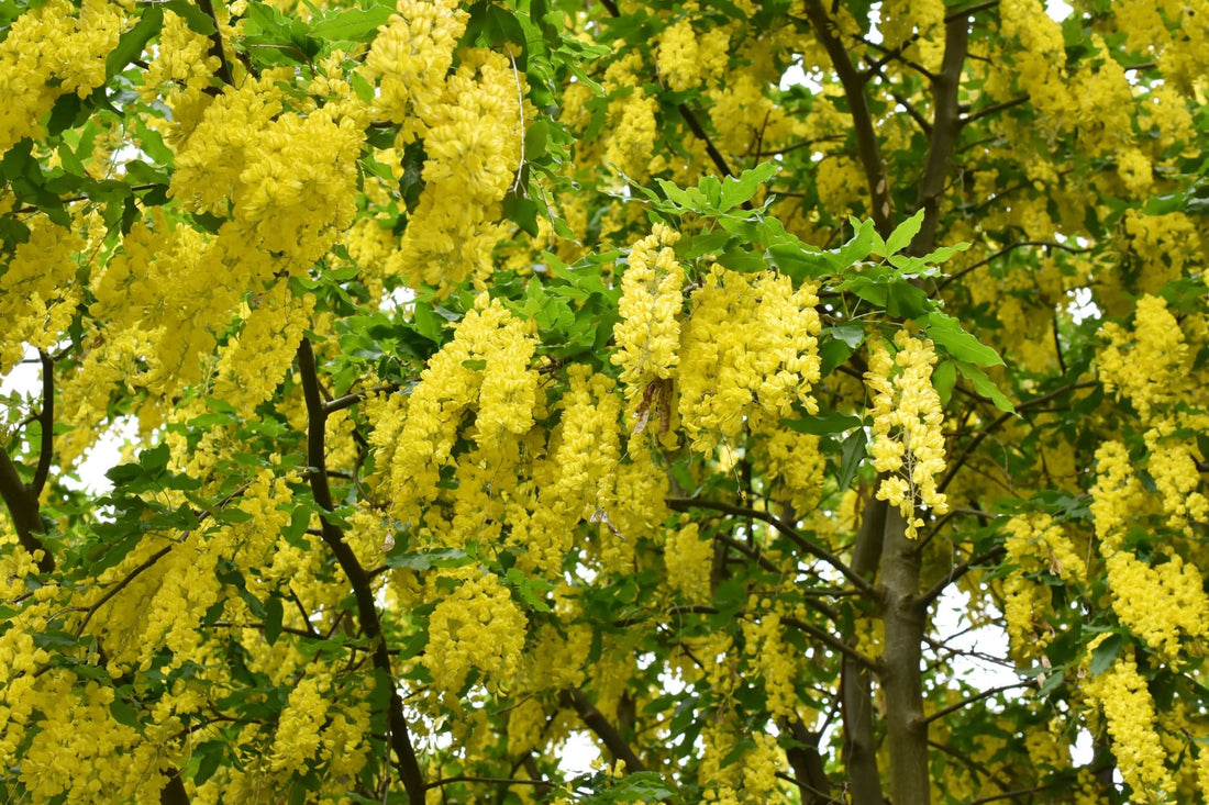 Laburnum anagyroides tree with long hanging yellow racemes