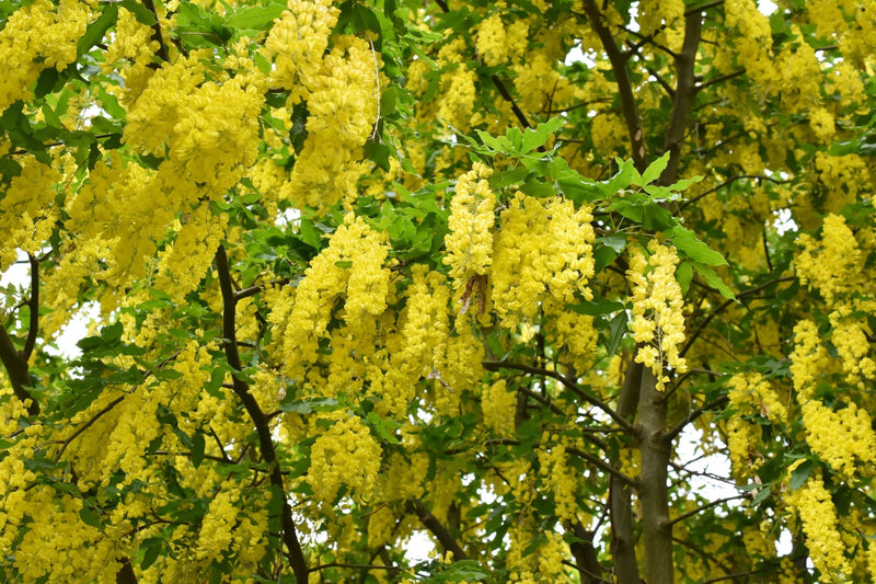 These 6 Laburnum Types Are Commonly Grown (With Only One Given AGM ...